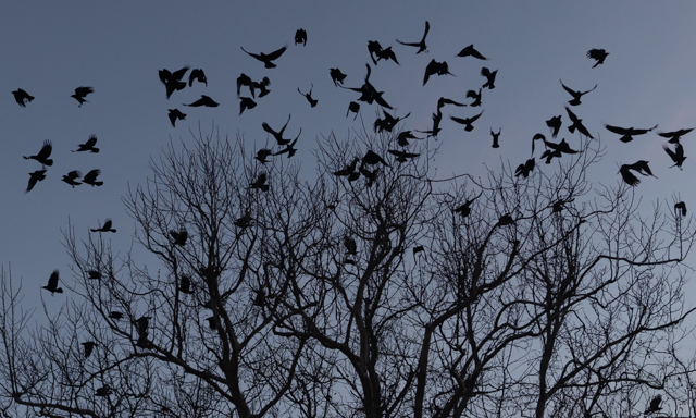 Crows in Flight