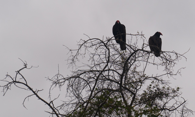 Buzzards in a tree