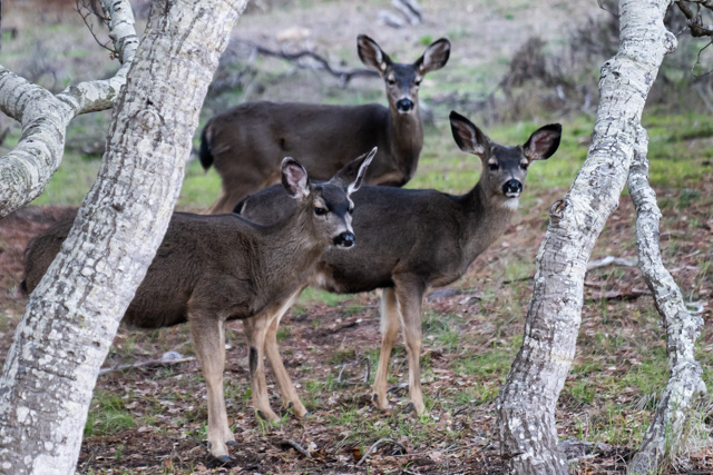 Deer in Monterey, California